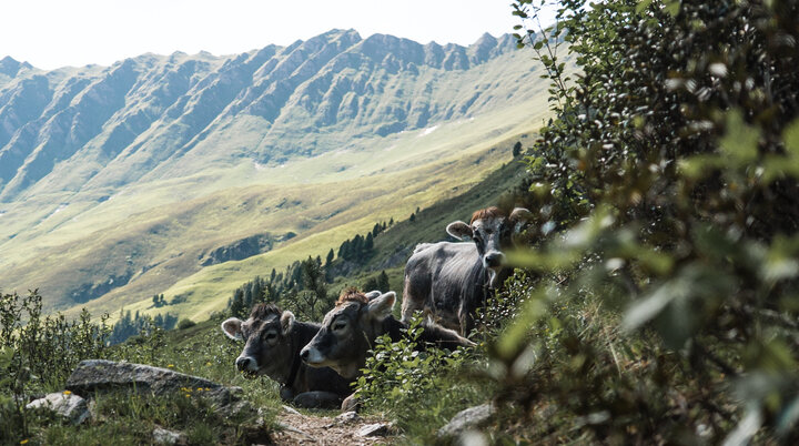 Naturimpression in den Bergen | © DAV/Marcel Dambon